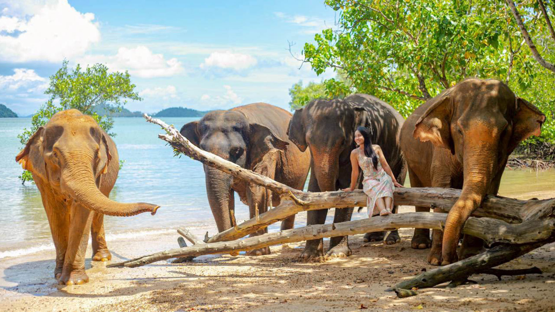 Elephants at Siray Elephant Care Camp beside the sea
